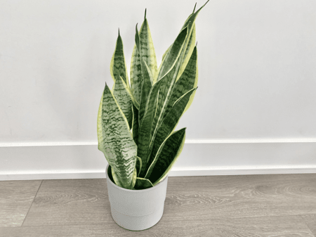 <b>Potted Plant Photography</b><br>In this photo, I ues my phone captured a vibrant potted plant with long, green leaves that showcase beautiful patterns and textures. The clean, white pot contrasts nicely with the rich greenery, creating a fresh and modern aesthetic. The soft lighting highlights the details of the leaves, making them stand out and enhancing the overall composition.